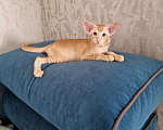 Кошки в Подольске: Нежный Персик Мальчик, 65 000 руб. - фото 4