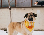 Собаки в Зеленогорске: Грейс. 8 месяцев в добрые руки  Девочка, Бесплатно - фото 2