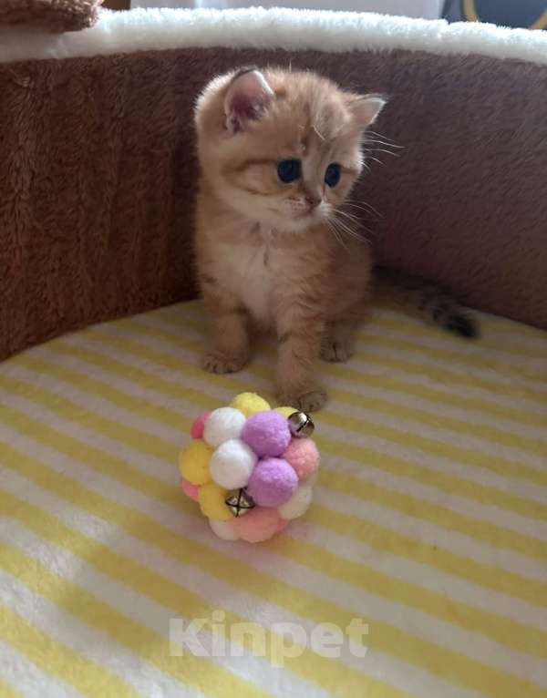 Кошки в Москве: Золотая шиншилла  Девочка, 25 000 руб. - фото 3