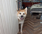 Собаки в Челябинске: Отдам собаку в добрые руки  Девочка, Бесплатно - фото 1