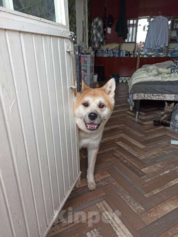 Собаки в Челябинске: Отдам собаку в добрые руки  Девочка, Бесплатно - фото 1