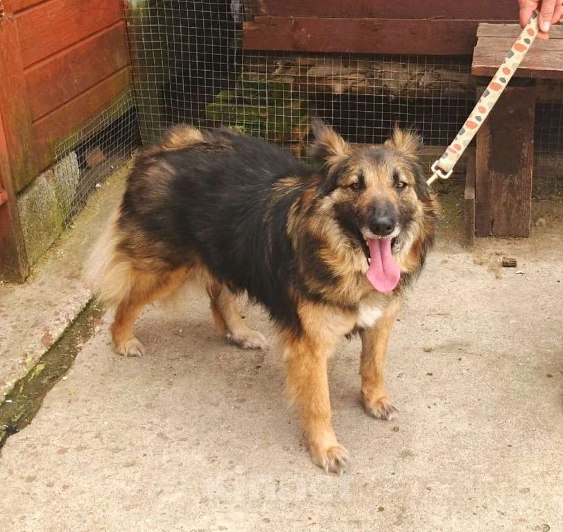 Собаки в Москве: Небольшая, пушистенькая Люся очень хочет стать домашней Девочка, Бесплатно - фото 7