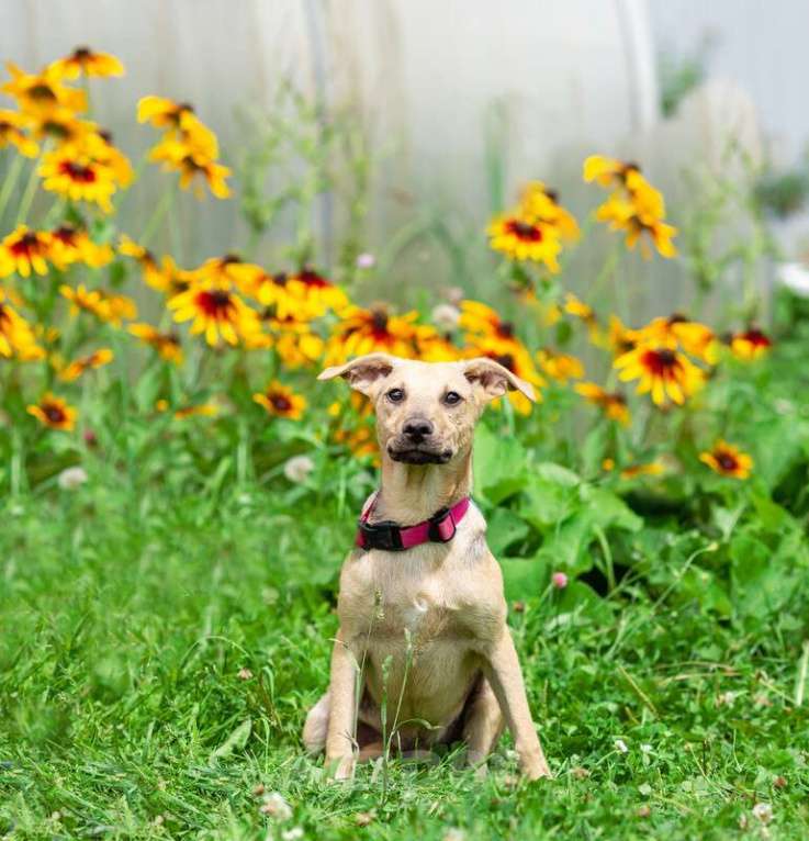 Собаки в Москве: Крошка Лаки — миниатюрное счастье в дар Мальчик, 1 руб. - фото 5
