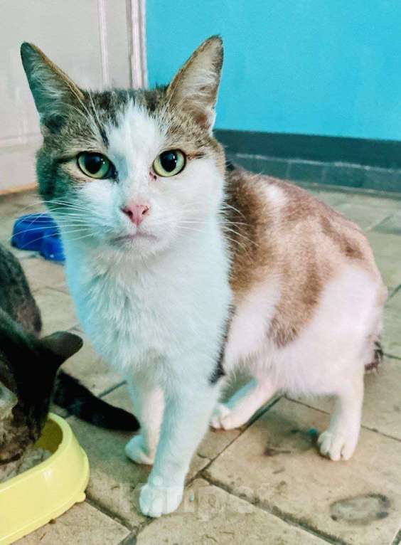 Кошки в Москве: Барсук- обаяшка и кот Мальчик, Бесплатно - фото 1