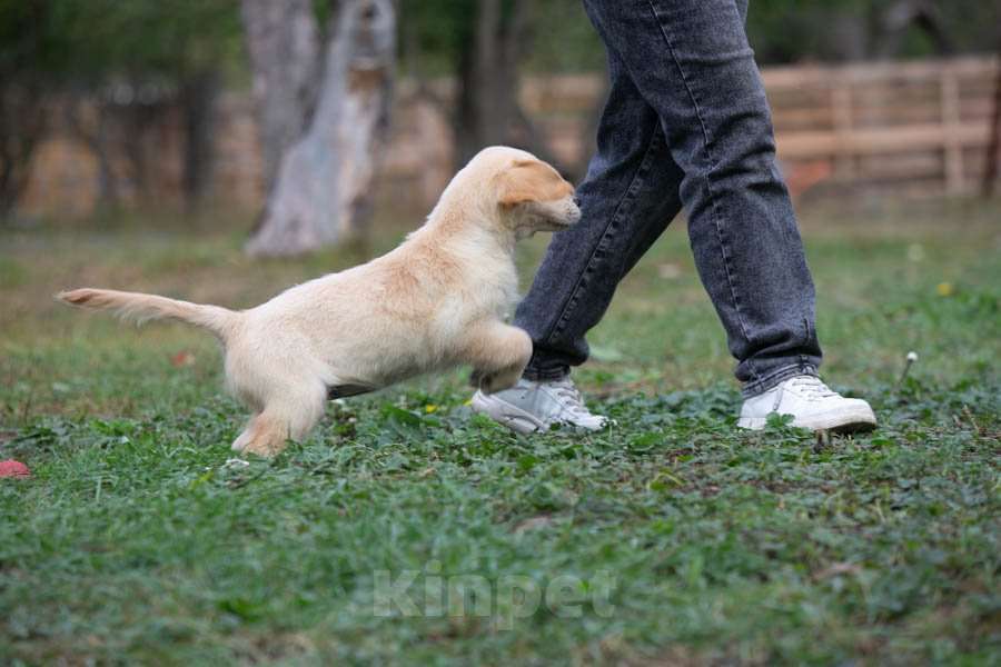 Собаки в Воронеже: Девочка золотистый ретривер  Девочка, 60 000 руб. - фото 7