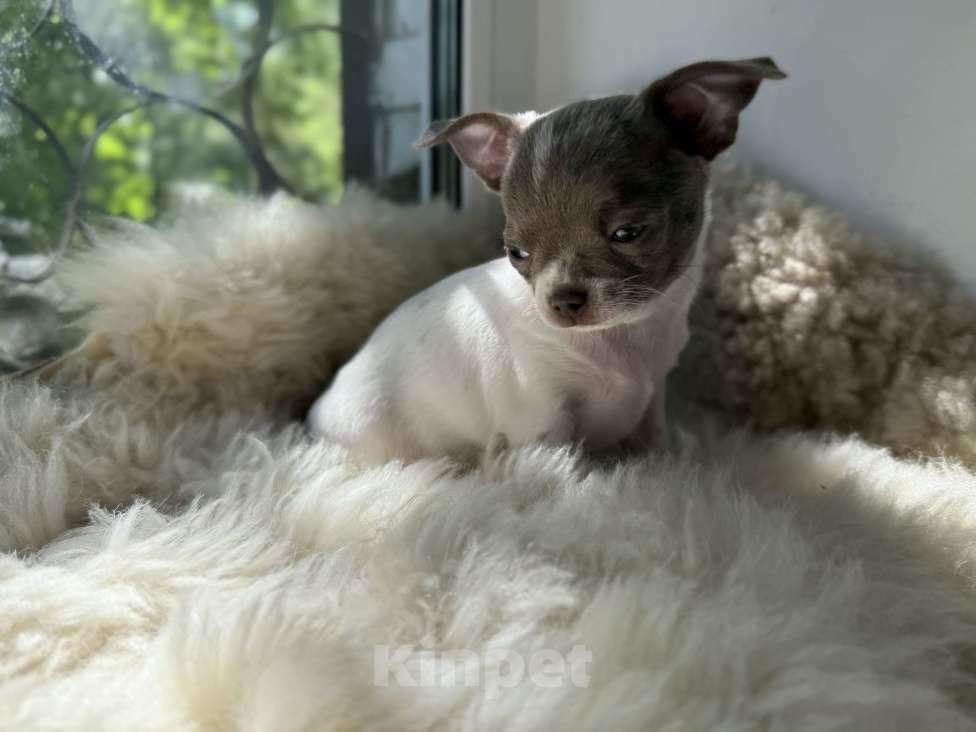 Собаки в Самаре: Луна Девочка, 30 000 руб. - фото 5