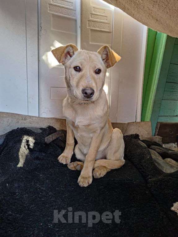 Собаки в Нижнем Новгороде: Ищет верного друга и хозяина  Девочка, 100 руб. - фото 1