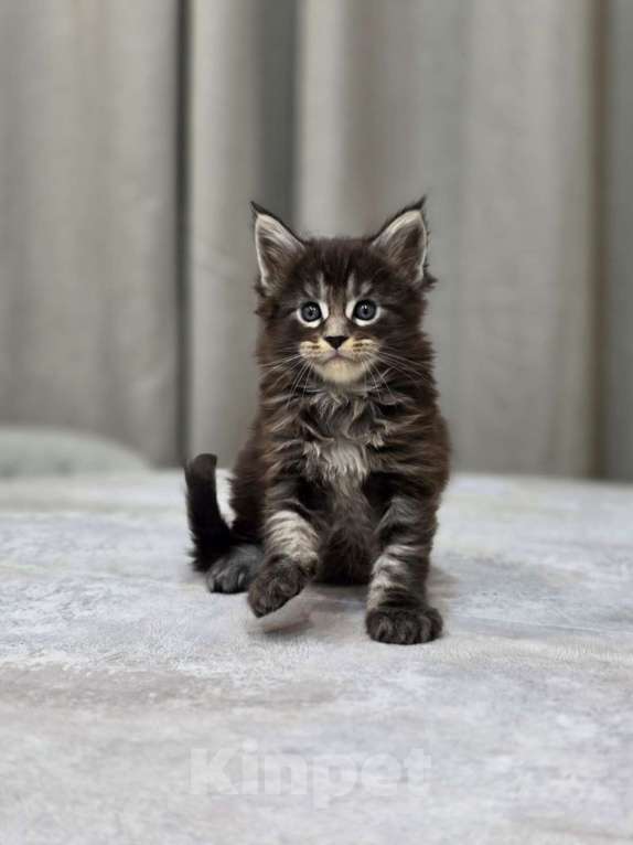 Кошки в Москве: Мальчик 2 помет D Мальчик, 65 000 руб. - фото 2