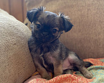 Собаки в Санкт-Петербурге: Великолепный мальчик чишка Мальчик, 25 000 руб. - фото 2