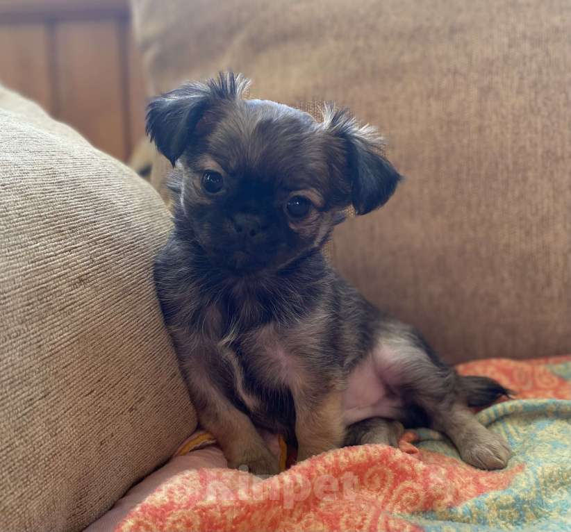 Собаки в Санкт-Петербурге: Великолепный мальчик чишка Мальчик, 25 000 руб. - фото 2