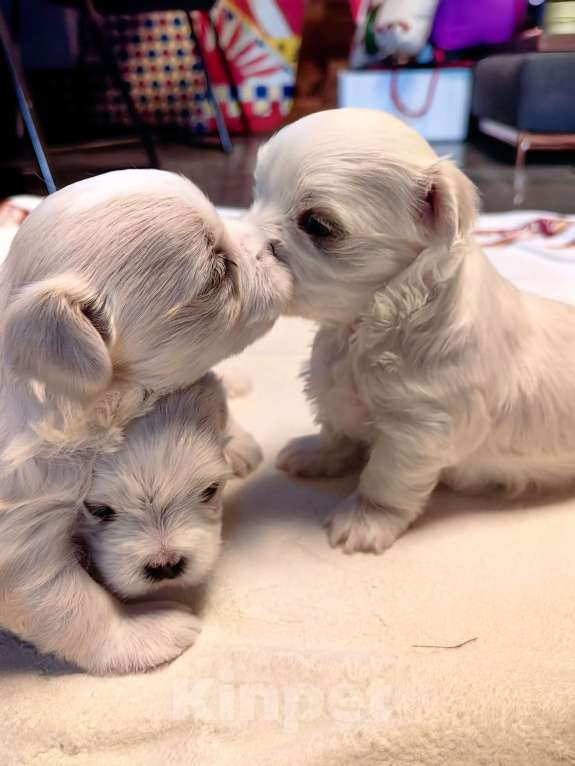 Собаки в Краснодаре: Мальтийская болонка,мальчик Мальчик, 50 000 руб. - фото 1