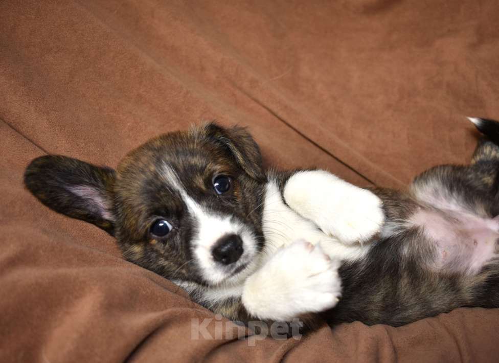 Собаки в Воронеже: Щенки корги Девочка, Бесплатно - фото 3