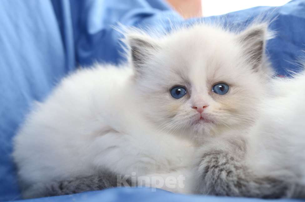 Кошки в Санкт-Петербурге: РЭГДОЛЛ ДЕВОЧКА Девочка, 80 000 руб. - фото 2