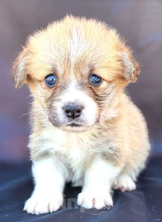 Собаки в Москве: Девочка вельш корги пемброк Девочка, 60 000 руб. - фото 1