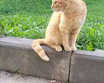 Кошки в Москве: Талисман на удачу. Рыжий котик ищет дом Мальчик, Бесплатно - фото 2