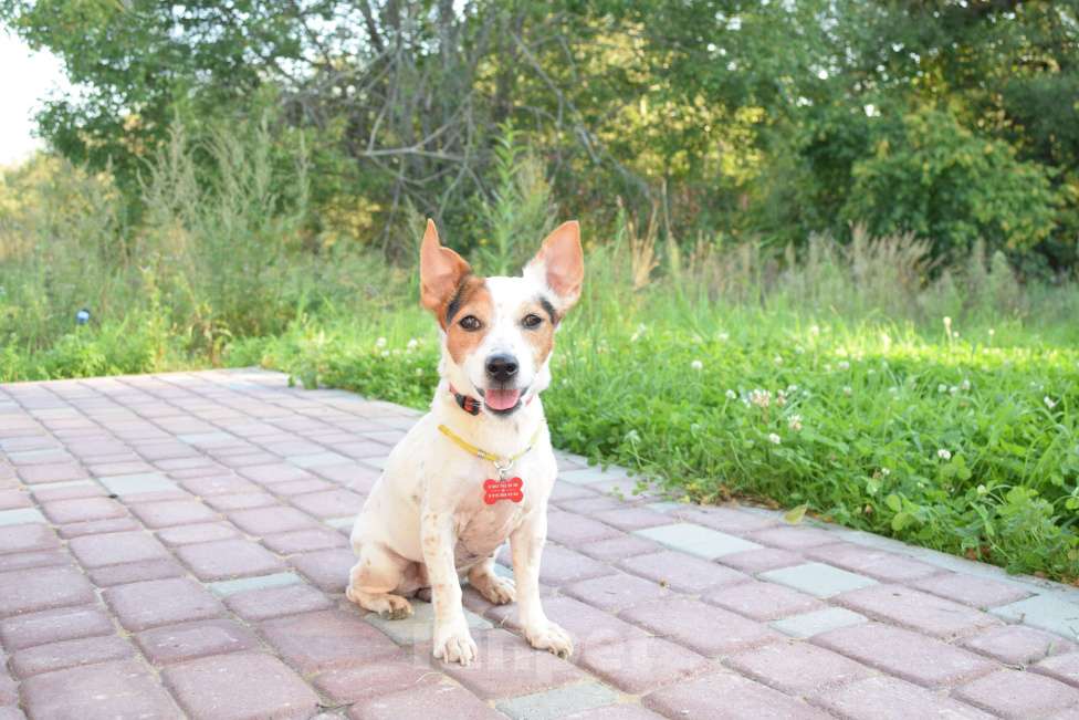 Собаки в Москве: Джек рассел в добрые руки! Девочка, Бесплатно - фото 7