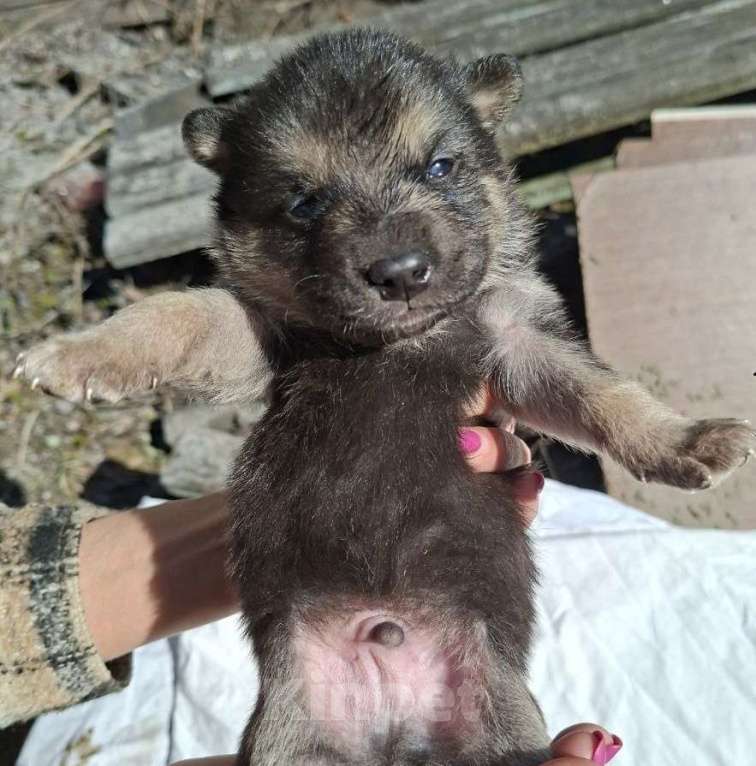 Собаки в других городах Московской области: Щенков хотят выбросить на помойку Мальчик, Бесплатно - фото 1