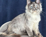 Кошки в Санкт-Петербурге: Голубоглазая девочка мейн кун Девочка, 150 000 руб. - фото 2