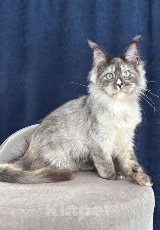 Кошки в Санкт-Петербурге: Голубоглазая девочка мейн кун Девочка, 150 000 руб. - фото 2