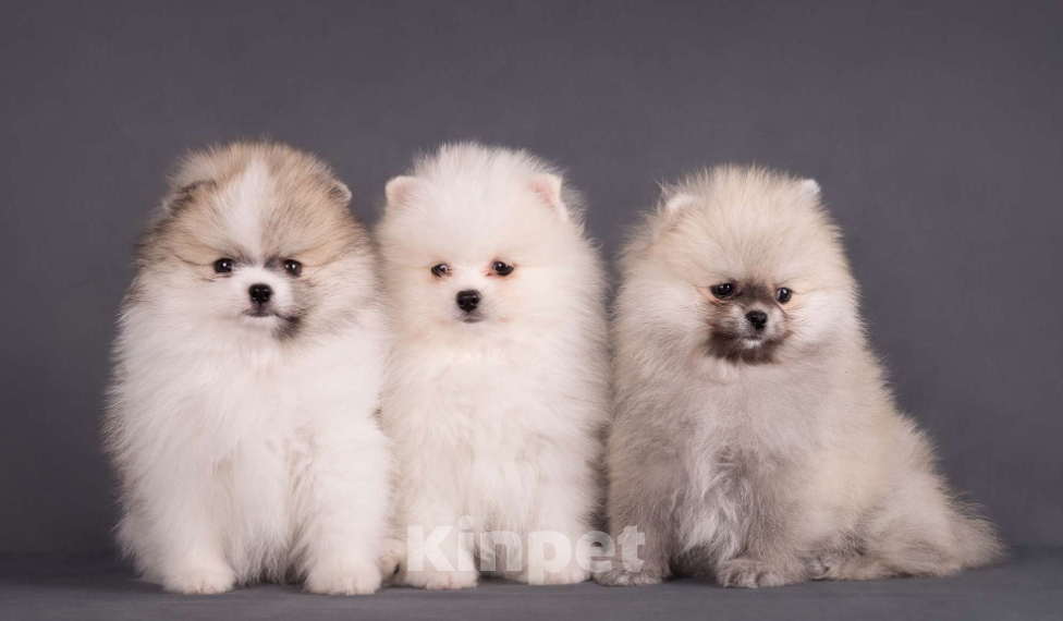 Собаки в Москве: Немецкий шпиц, померанский шпиц, щенок Мальчик, 70 000 руб. - фото 7