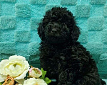 Собаки в Йошкаре-Оле: Той пудель мальчишка чёрный Мальчик, 50 000 руб. - фото 1