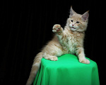 Кошки в Иваново: Котёнок мейн кун ( кремовый мрамор е 22 ).  Мальчик, 45 000 руб. - фото 3