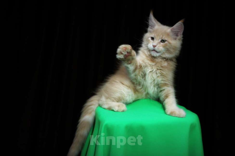 Кошки в Иваново: Котёнок мейн кун ( кремовый мрамор е 22 ).  Мальчик, 45 000 руб. - фото 3