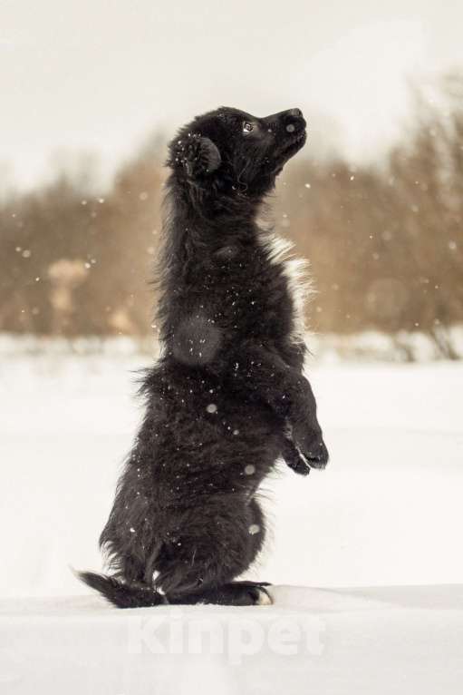 Собаки в других городах Московской области: Щенок в добрые руки Девочка, Бесплатно - фото 6