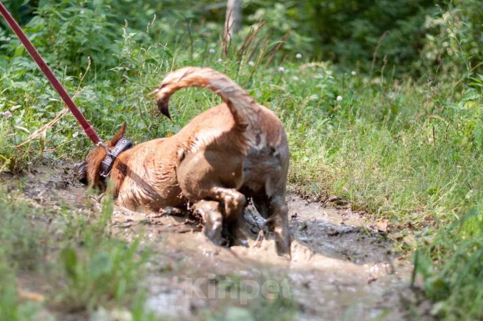 Собаки в Ногинске: Кеша - непоседливый хвост, всегда_вкусняшку_чующий нос! Мальчик, Бесплатно - фото 9