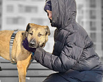 Собаки в Москве: Статный Беня ищет дом Мальчик, 1 руб. - фото 9