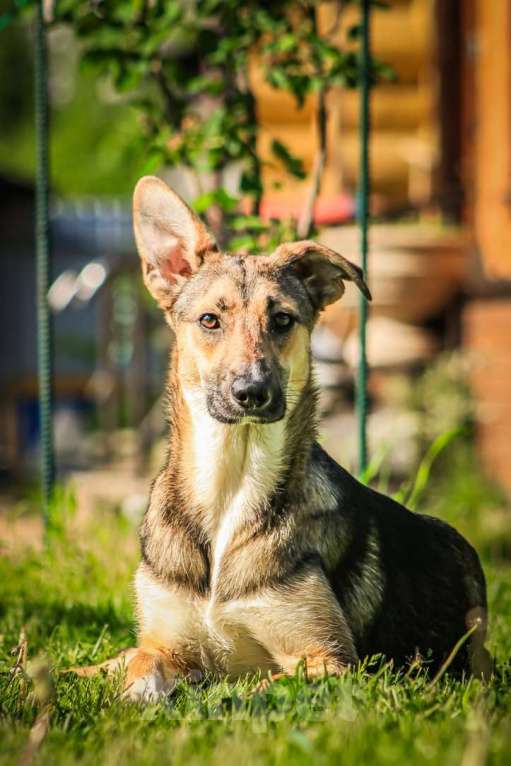 Собаки в Москве: Совершенно очаровательная и нежная девочка Шери ищет дом Девочка, 1 руб. - фото 3