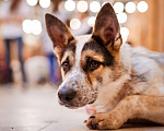 Собаки в Москве: Дольче - собака-компаньон в дар Девочка, Бесплатно - фото 4