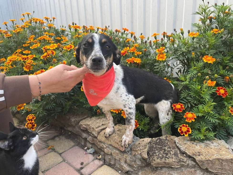 Собаки в Санкт-Петербурге: Ищет дом метис таксы с красивым окрасом Девочка, Бесплатно - фото 4