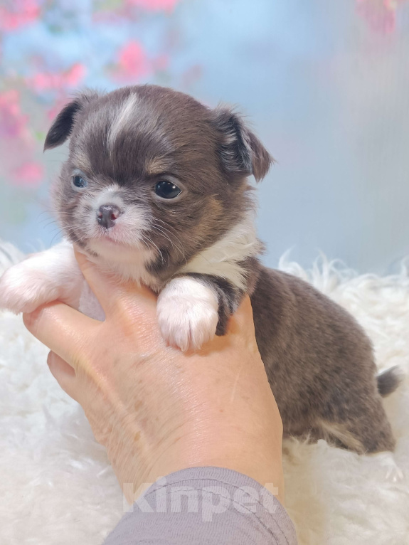 Собаки в Москве: Голубая расписная красотка Девочка, 100 000 руб. - фото 4