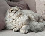 Кошки в Москве: Длинношертсный шотландский красавец Мальчик, 45 000 руб. - фото 2