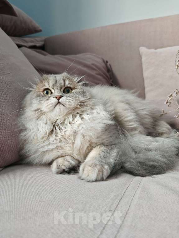 Кошки в Москве: Длинношертсный шотландский красавец Мальчик, 45 000 руб. - фото 2