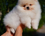 Собаки в Мур: Продажа щенка Мальчик, 75 000 руб. - фото 3
