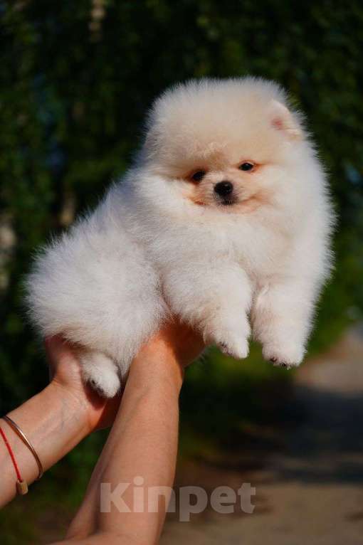 Собаки в Мур: Продажа щенка Мальчик, 75 000 руб. - фото 3