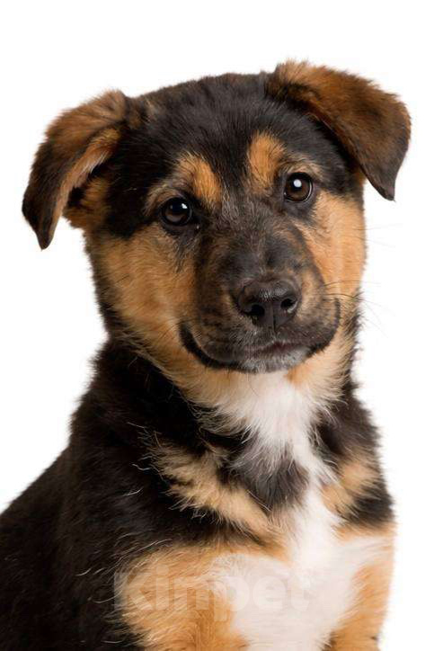 Собаки в Долгопрудном: Малышка Пальма ищет дом Девочка, Бесплатно - фото 6