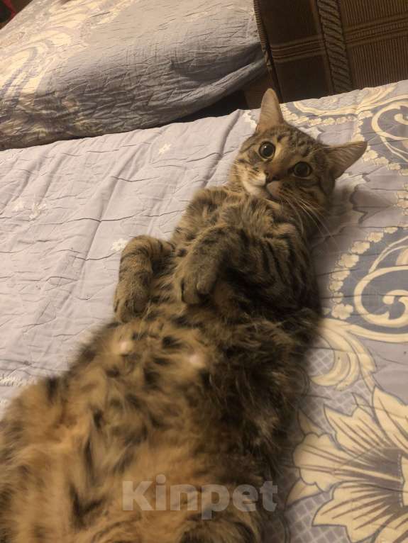 Кошки в Санкт-Петербурге: Пропал наш член семьи Мальчик, 2 500 руб. - фото 2