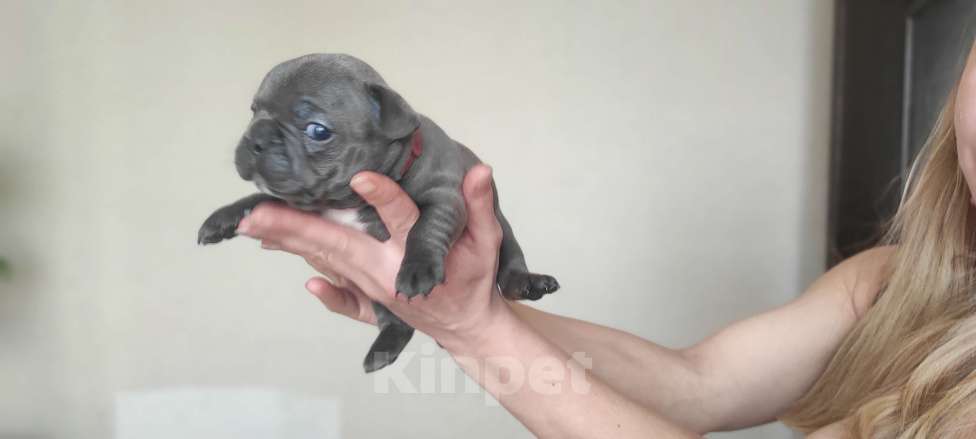 Собаки в Москве: Французкий бульдог Мальчик, Бесплатно - фото 4