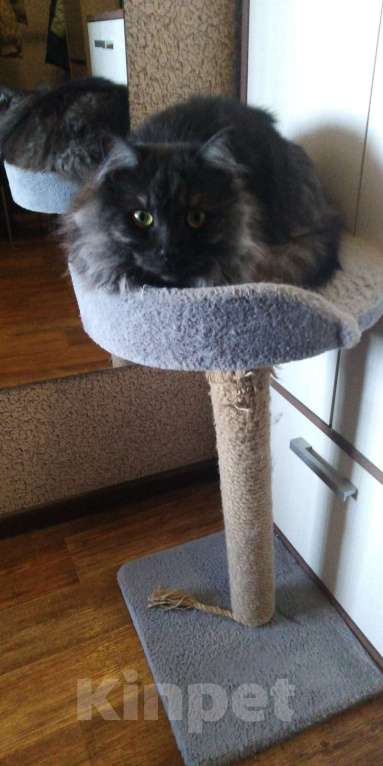 Кошки в Кинешме: У нас котик, славный Тишка, любопытный шалунишка! Мальчик, Бесплатно - фото 4