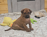 Собаки в Киржаче: Щенки родезийского риджбека Мальчик, Бесплатно - фото 2