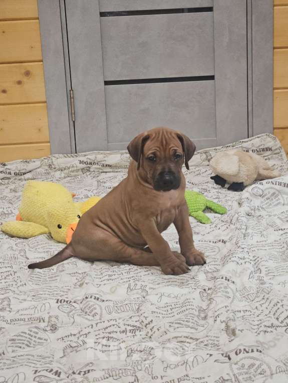 Собаки в Киржаче: Щенки родезийского риджбека Мальчик, Бесплатно - фото 2