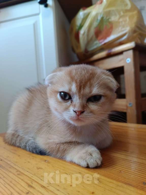 Кошки в Екатеринбурге: Вислоухая девочка окраса ny11 Девочка, 16 000 руб. - фото 6