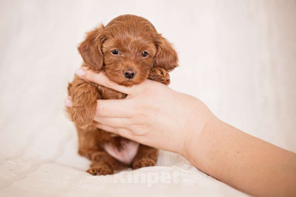 Собаки в Томске: Тедди мальтипу  Мальчик, 80 000 руб. - фото 2