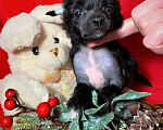 Собаки в Москве: Очаровательные малышки китайской хохлатой собаки Девочка, 1 руб. - фото 2