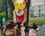Собаки в Курске: Бронь на щенков амм стаффов Девочка, 20 000 руб. - фото 3