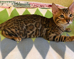 Кошки в Ливны: Бенгальский котик, 20 000 руб. - фото 2