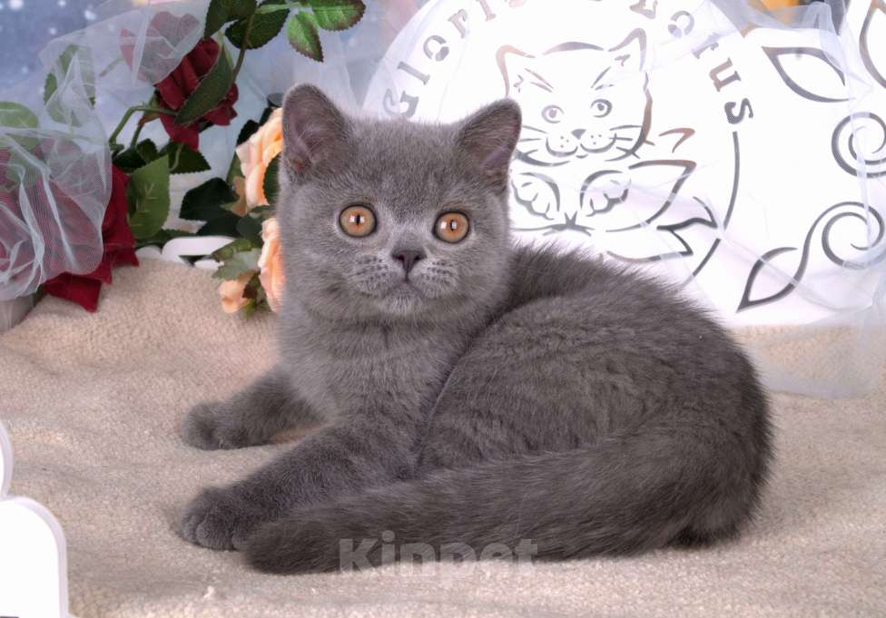 Кошки в Санкт-Петербурге: Британский котик классического голубого окраса Мальчик, 60 000 руб. - фото 2